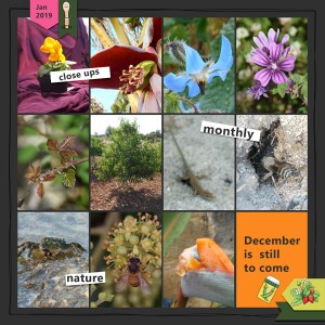 2019-close-ups