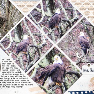 An Eagle and a Hawk