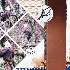An Eagle and a Hawk_right