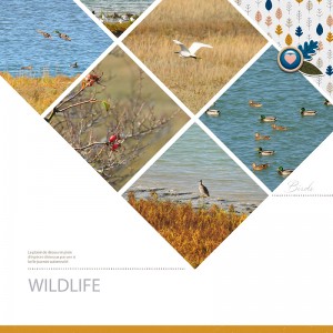 Migrator Birds