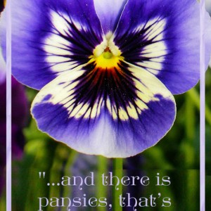 Pansies