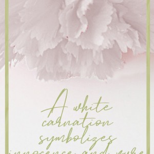 White-Carnation