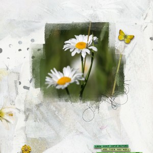Daisy