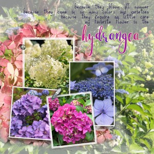 12-19_Wk1_Hydrangeas