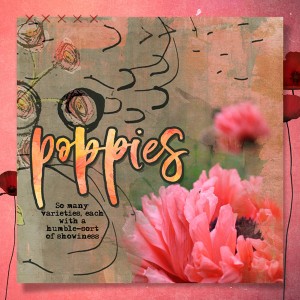 12-19_Wk2_Poppies