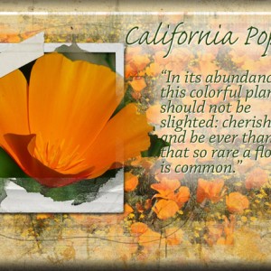 ATC-2019-137-California-Poppy