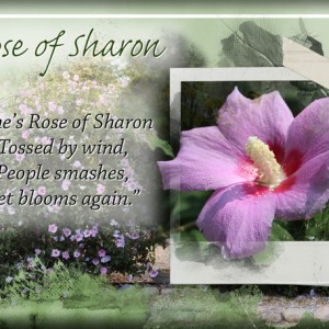 ATC-2019-138-Rose-of-Sharon