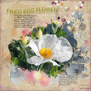Fried Egg Flower