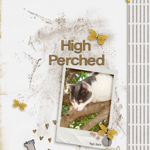High Perched