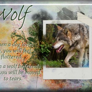 ATC-2019-141-Wolf