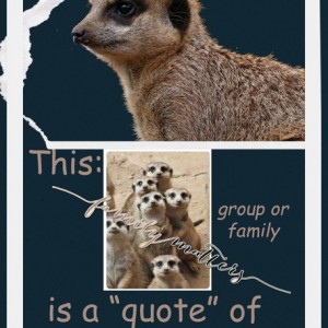 Meerkats