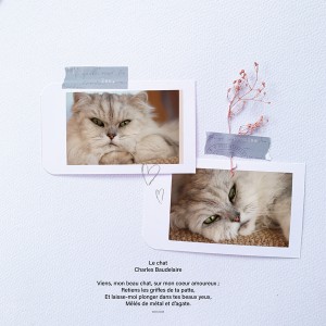 The Cat