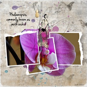 Orchid