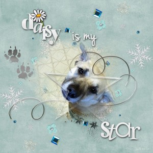 Daisy