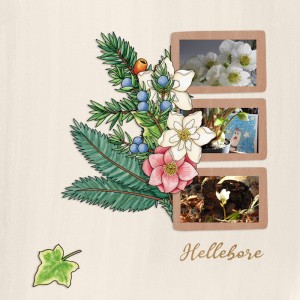 1912_hellebore