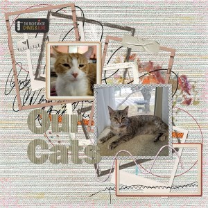 MOC 8 Day 3 - Our Cats