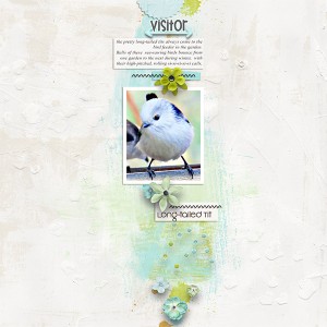 MOC_8_Day-4_long-tailed-Tit