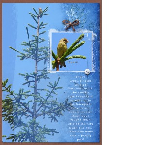 GREEN FINCH - NEST (RIGHT HAND SIDE)