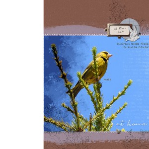 GREEN FINCH - NEST (LEFT HAND SIDE)