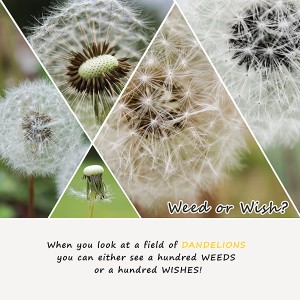 2017-05-21 Weed Or Wish 600
