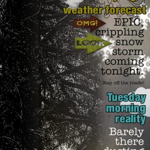 14-Photography Technique-Silhouette_Redwood-Weather Forecast
