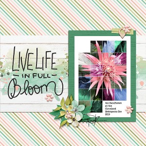 bloom