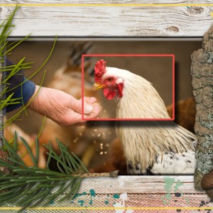 MOC-21_Botanicals-and-Organic