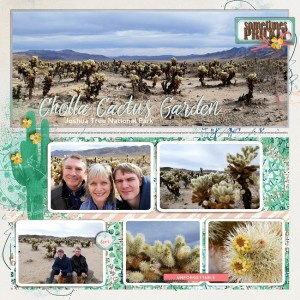 Cholla Cactus Garden