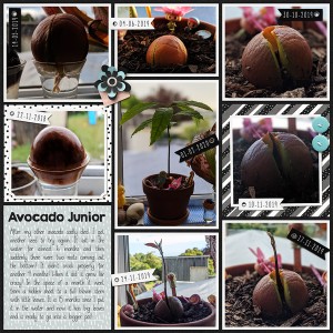 MOC8 Day 20 | Avocado Junior
