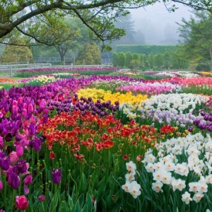 150656_Bulb Display - Idea Garden_Albee_ Larry_GimpOptimized