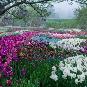 Color Change150656_Bulb Display - Idea Garden_Albee_ Larry_GimpOptimized