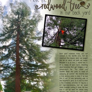 02_Wk-1_Redwood