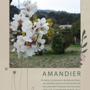 My Almond tree