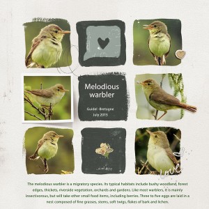 Melodious warbler