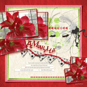 Fdd_amaryllis