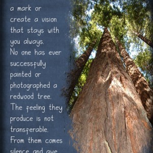 ATC-2020-024-The-Redwoods