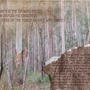 Feb Monthly Muse 2  - Forests