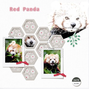 Red Panda