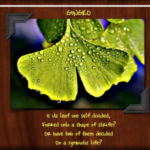 GINGKO