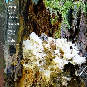 2020-02_February-TLP_AJ03_Tree-Bark_Lichen_web