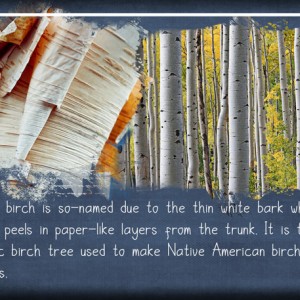 ATC-2020-027-Paper-Birch