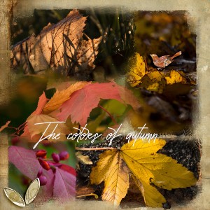 The colors of autumn