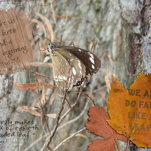 MMFeb_Leaves-and-Bark