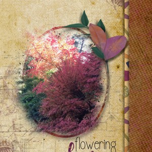 LOD_Amy Wolff_Flowering-Plum