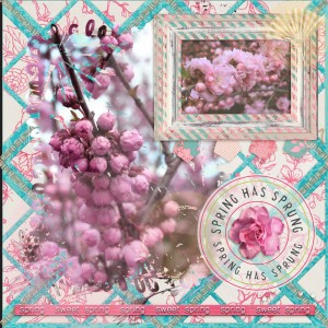 Cherry Blossoms