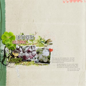 200302_hellebore