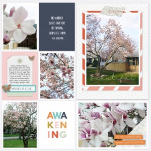 The Magnolia Tree
