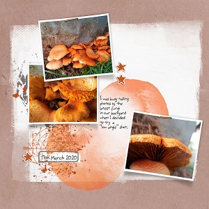 Fungi at a Low Angle
