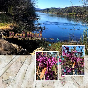 2020-Red-bud-along-the-River-Trail