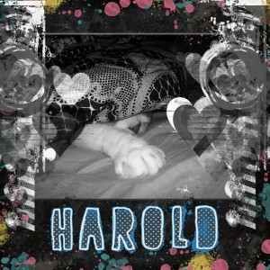 Harold